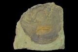 Protolenus Trilobite Molt With Pos/Neg - Tinjdad, Morocco #141883-3